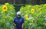 Vườn hoa hướng dương nở trong Hoàng thành Thăng Long